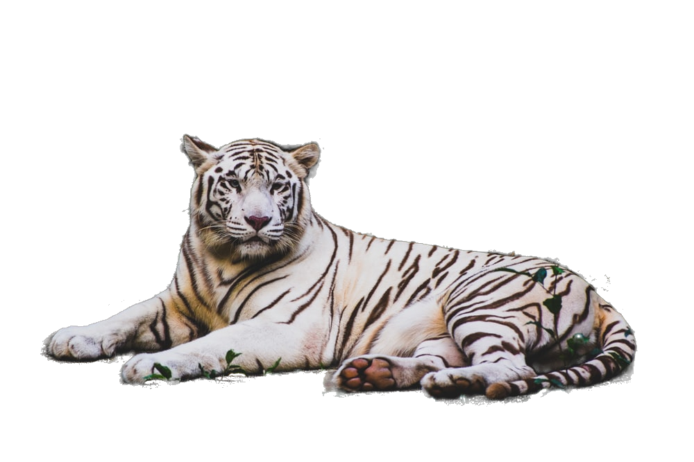 Seedance 2.0 image generation after transformation